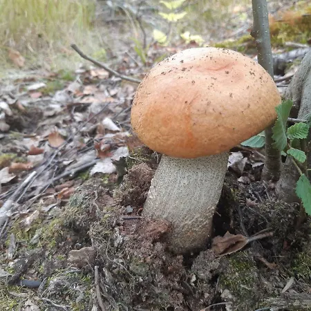 Tarula Melkoniemi